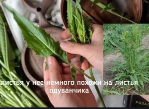 Россиянин умер, поев свербиги, собранной рядом с полем, обработанным химикатами