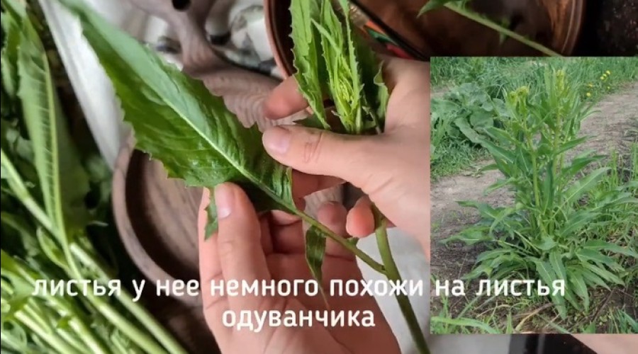 Россиянин умер, поев свербиги, собранной рядом с полем, обработанным химикатами