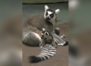 В зоопарке пополнение: у кошачьих лемуров родилась двойня
