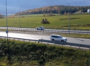 Стало известно, где теперь установят статую гигантского льва с золотыми гениталиями