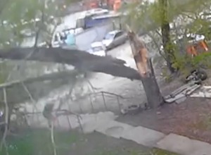 В Екатеринбурге тополь рухнул на тротуар, едва не придавив женщину с ребёнком