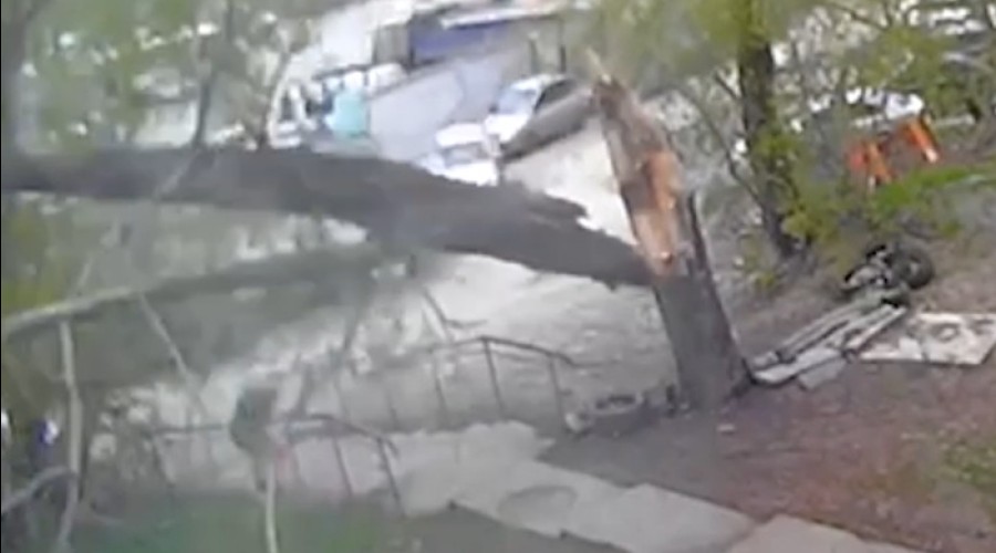 В Екатеринбурге тополь рухнул на тротуар, едва не придавив женщину с ребёнком