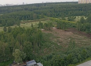 Зачем? В Академическом техника вырубила лес