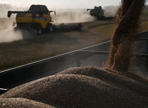 Египет решил закупить французскую пшеницу вместо российской