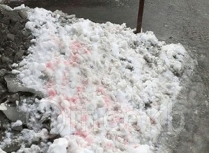 Число погибших собак из-за яда догхантеров в Екатеринбурге достигло 25