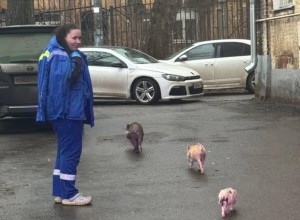 Из горящей квартиры спасли семейство из 10 минипигов