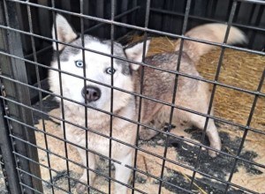 В Свердловской области собираются построить шесть новых приютов для бездомных животных