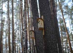 В Свердловской области установили запрет на посещение лесов