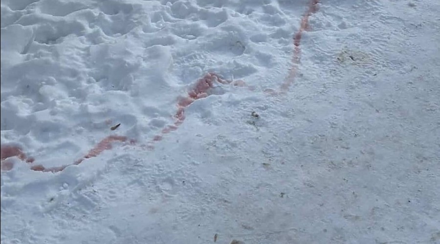 В Екатеринбурге массово начали гибнуть собаки из-за отравы догхантеров