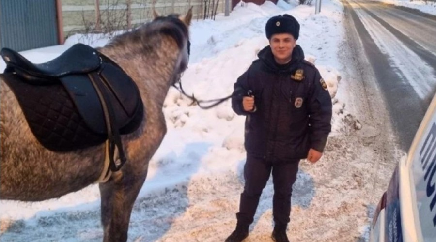 Явно не похоже на закладчика: в Екатеринбурге полицейские наткнулись на лошадь