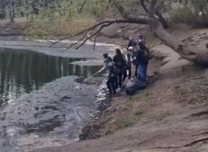 В Харитоновском парке волонтёры очистили пруд от искусственного снега