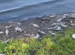 Сотни мёртвых рыб обнаружили на берегу свердловского пруда