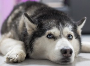 В Екатеринбурге хаски выпрыгнул с 9-ого этажа