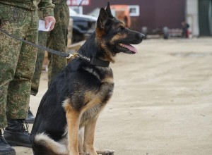 На Урале сотрудник таможни отказался от взятки в полмиллиона рублей